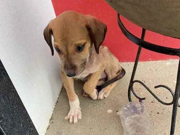 Cachorro ra a Não sei  idade Abaixo de 2 meses nome Não sei 