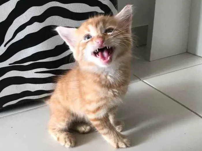 Gato ra a Sem raça  idade Abaixo de 2 meses nome Sem nome 