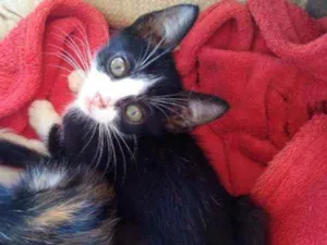Gato raça Não tem raça idade Abaixo de 2 meses nome Não tem ainda