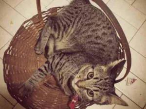 Gato raça SRD-ViraLata idade 2 anos nome Bubu