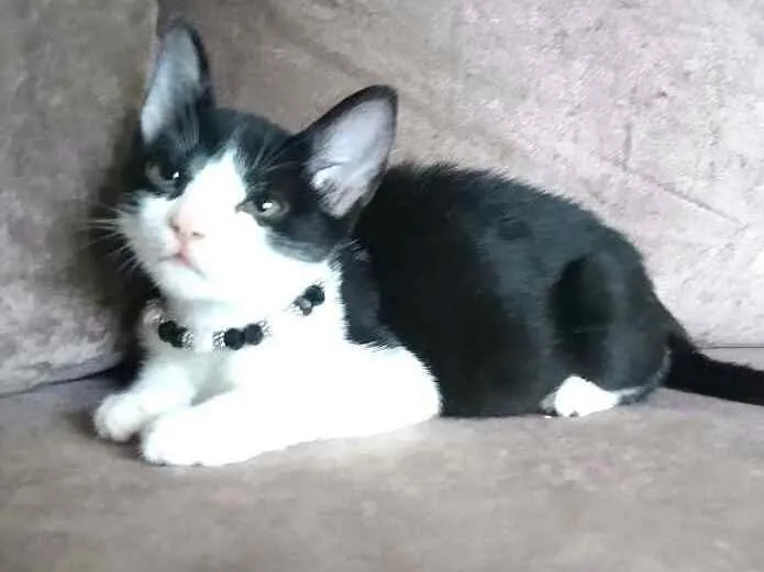 Gato raça  idade 2 a 6 meses nome Chanell (filhote)