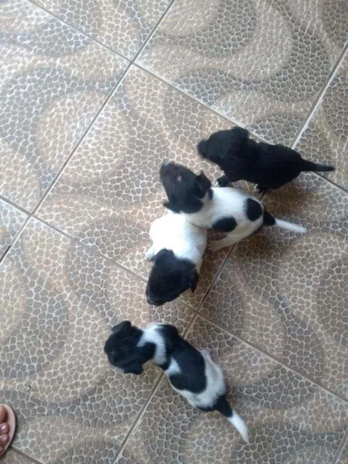 Cachorro raça  idade 2 a 6 meses nome Não tem nome 