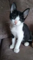 Gato raça  idade 2 a 6 meses nome Chanell (filhote)