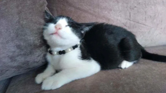 Gato raça  idade 2 a 6 meses nome Chanell (filhote)