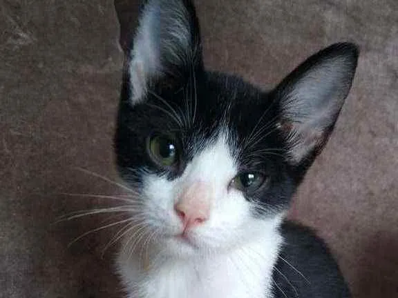 Gato raça  idade 2 a 6 meses nome Chanell (filhote)