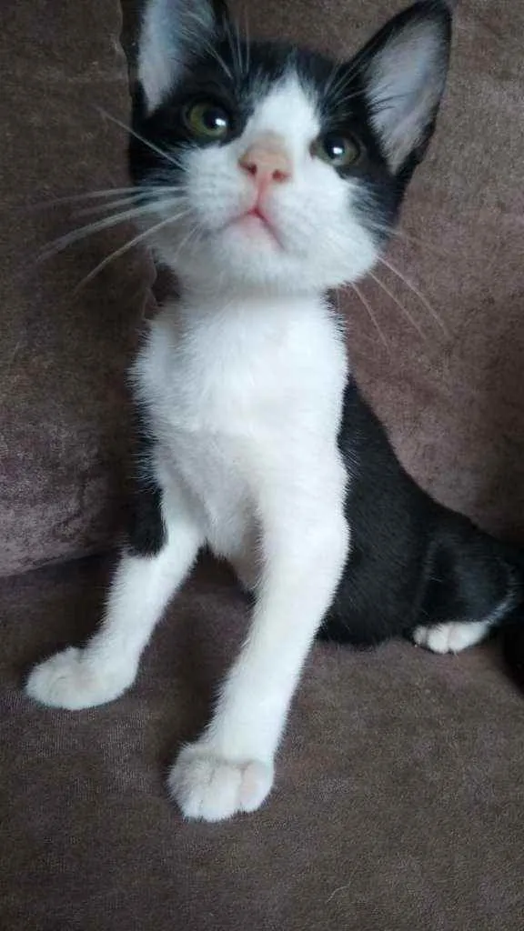 Gato raça  idade 2 a 6 meses nome Chanell (filhote)