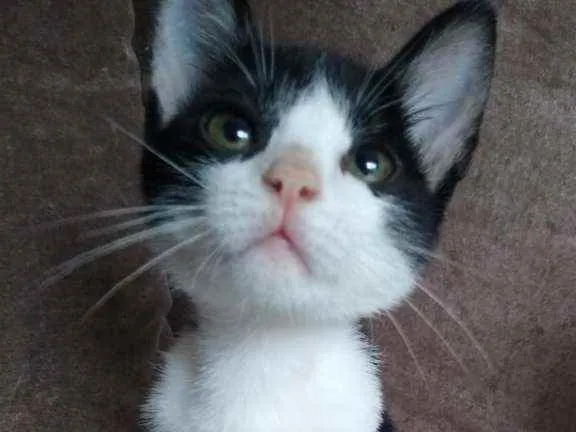 Gato raça  idade 2 a 6 meses nome Chanell (filhote)