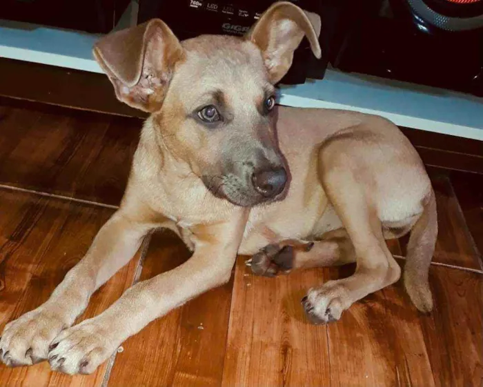 Cachorro raça  idade 2 a 6 meses nome Pipoca ( filhote)