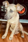 Cachorro raça  idade 2 a 6 meses nome Pipoca ( filhote)