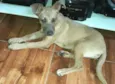 Cachorro raça  idade 2 a 6 meses nome Pipoca ( filhote)