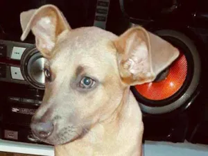 Cachorro raça  idade 2 a 6 meses nome Pipoca ( filhote)