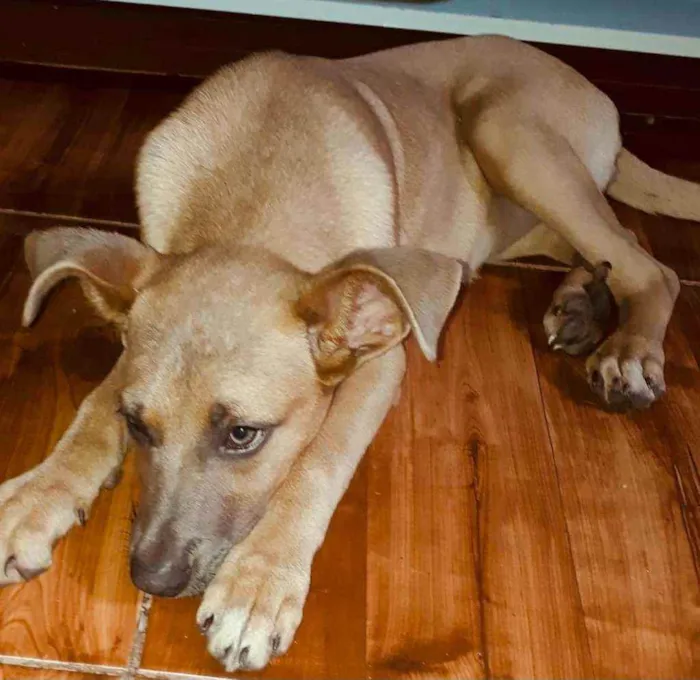 Cachorro raça  idade 2 a 6 meses nome Pipoca ( filhote)