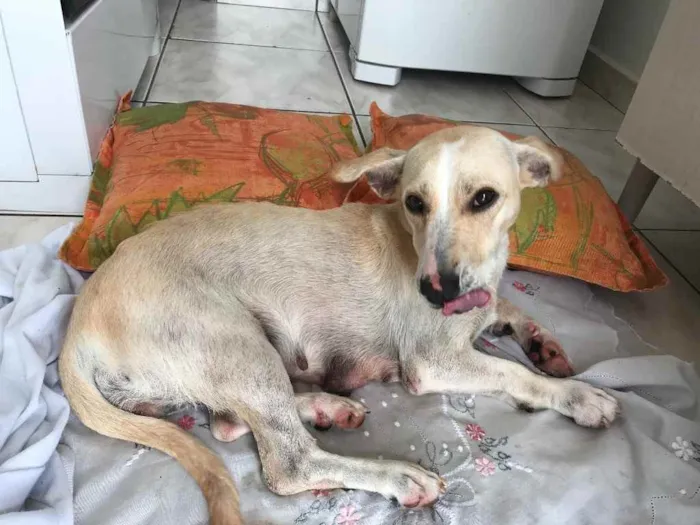 Cachorro ra a vira-lata idade 3 anos nome malu