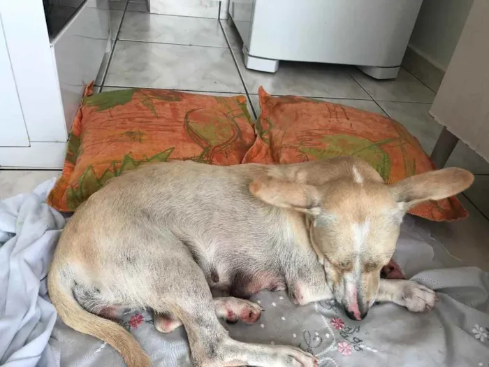 Cachorro ra a vira-lata idade 3 anos nome malu