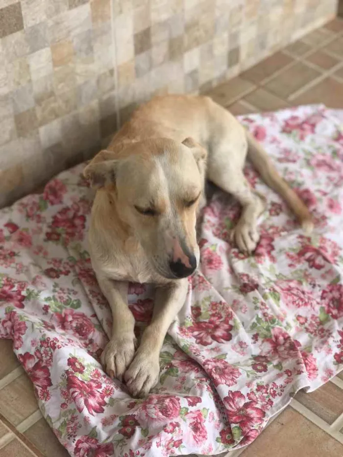 Cachorro ra a vira-lata idade 3 anos nome malu