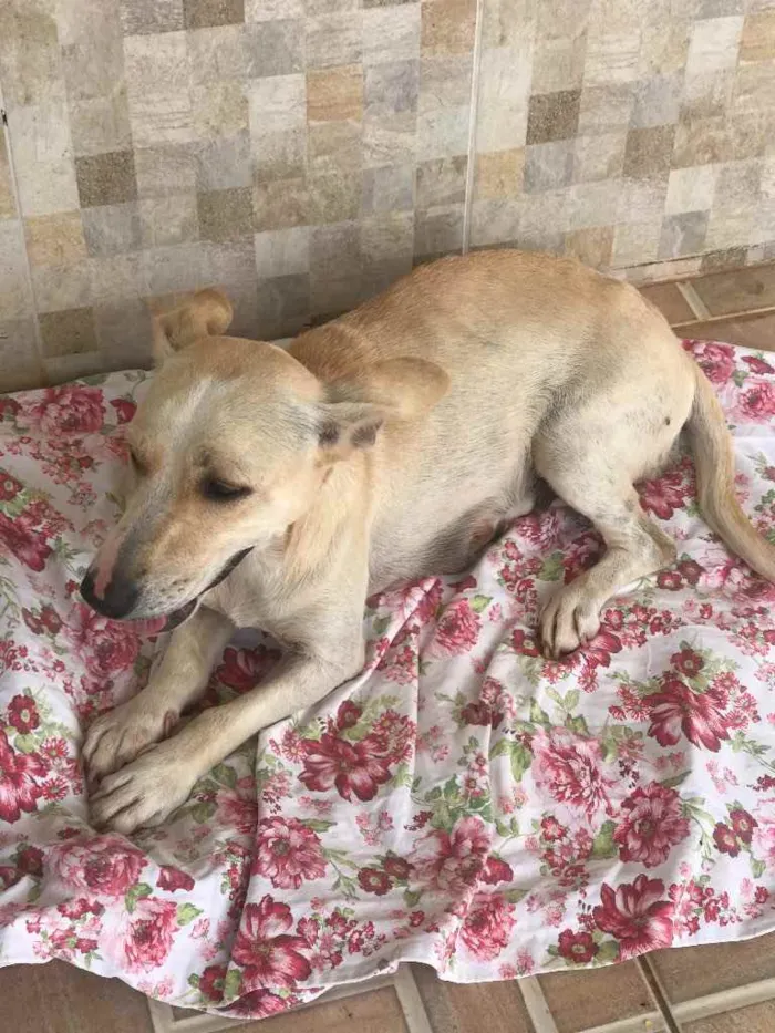 Cachorro ra a vira-lata idade 3 anos nome malu