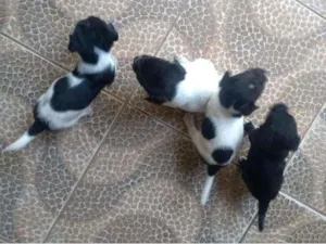 Cachorro raça  idade 2 a 6 meses nome Não tem nome 