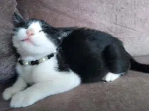 Gato raça  idade 2 a 6 meses nome Chanell (filhote)