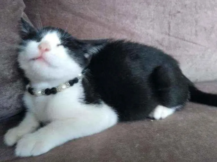 Gato raça  idade 2 a 6 meses nome Chanell (filhote)