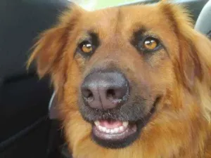 Cachorro raça Vira lata com chowchow idade 2 anos nome athena