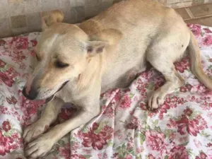 Cachorro raça vira-lata idade 3 anos nome malu