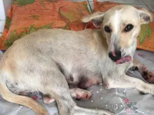 Cachorro raça Vira-lata idade 3 anos nome Malu