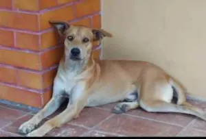 Cachorro raça misturado idade 7 a 11 meses nome Ruck