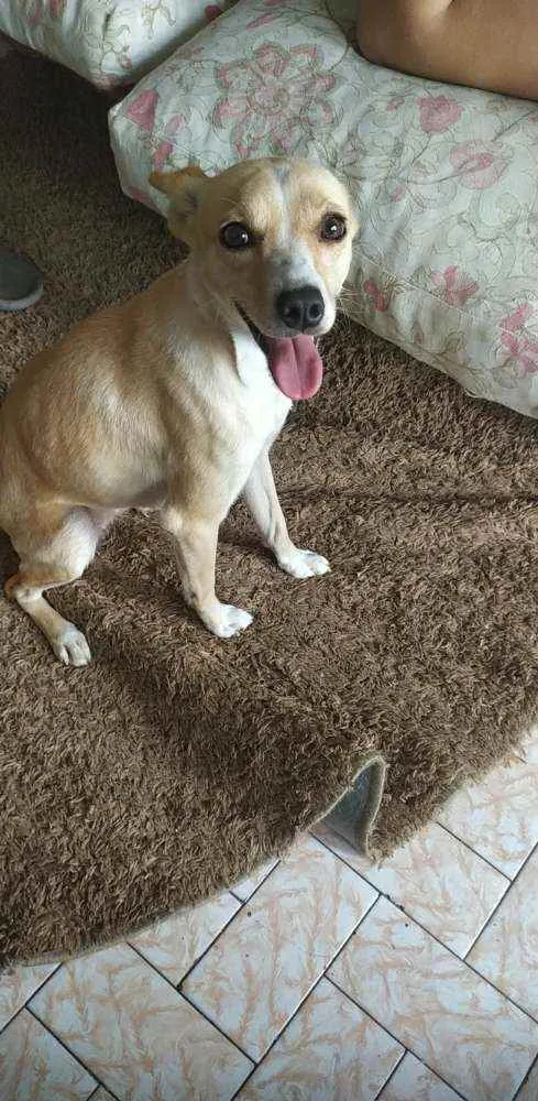 Cachorro raça Indefinida idade 1 ano nome Mel