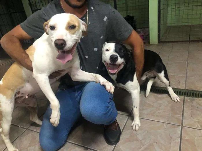 Cachorro raça MESTIÇO PITBUL idade 7 a 11 meses nome HUL E SONIA