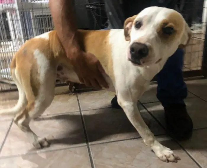 Cachorro raça MESTIÇO PITBUL idade 7 a 11 meses nome HUL E SONIA