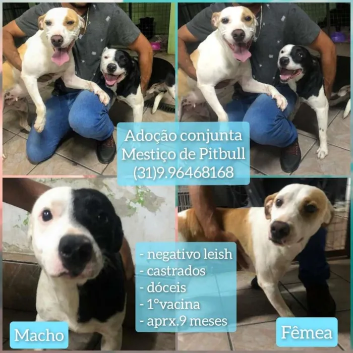 Cachorro raça MESTIÇO PITBUL idade 7 a 11 meses nome HUL E SONIA