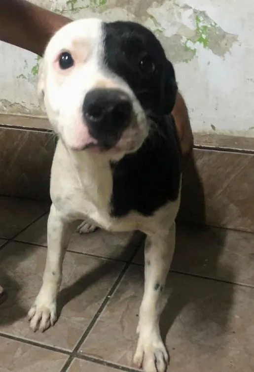 Cachorro raça MESTIÇO PITBUL idade 7 a 11 meses nome HUL E SONIA