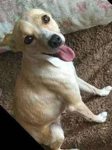 Cachorro raça Indefinida idade 1 ano nome Mel
