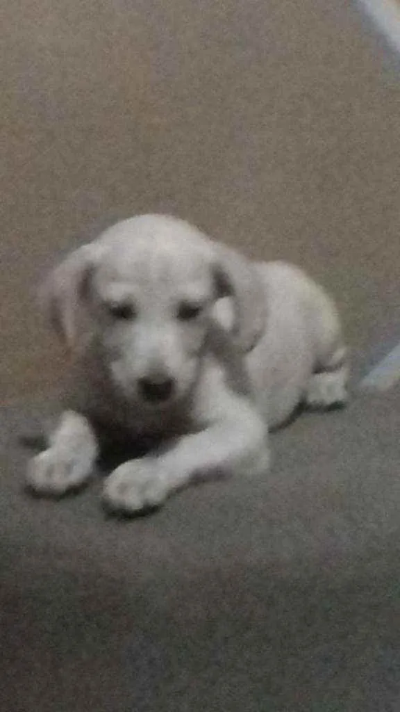 Cachorro ra a  Viralatinha idade 2 a 6 meses nome Salcicha, peludo