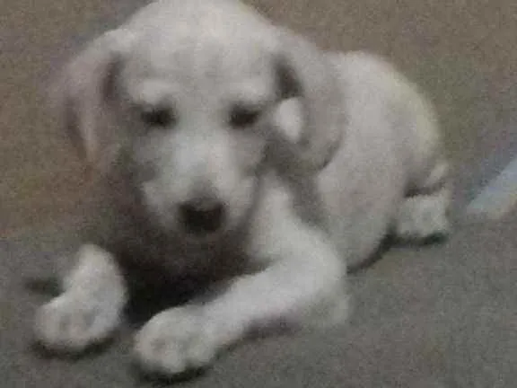 Cachorro ra a  Viralatinha idade 2 a 6 meses nome Salcicha, peludo
