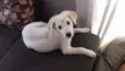 Salcicha, peludo