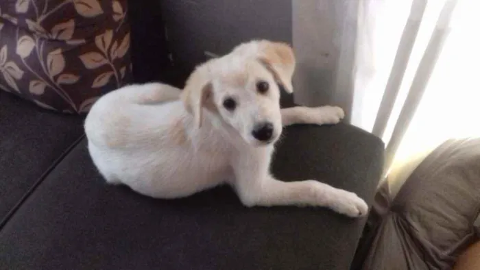 Cachorro ra a  Viralatinha idade 2 a 6 meses nome Salcicha, peludo