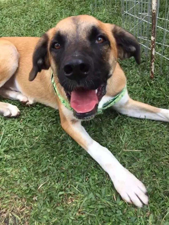 Cachorro ra a SRD idade 2 anos nome Eros