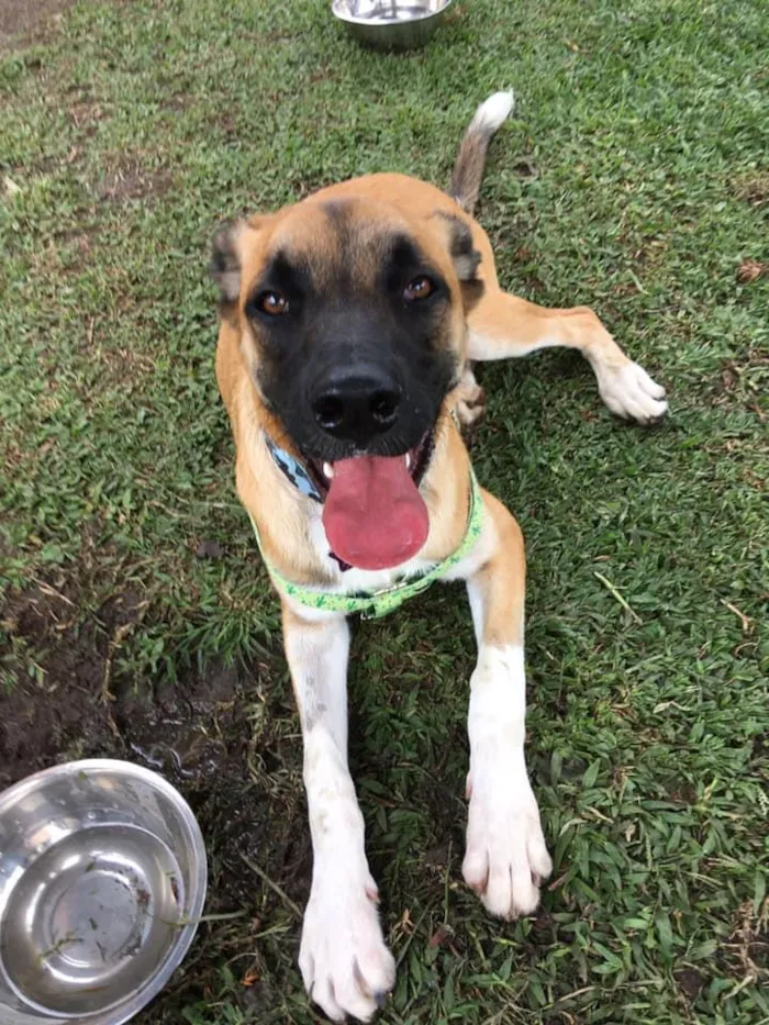 Cachorro ra a SRD idade 2 anos nome Eros