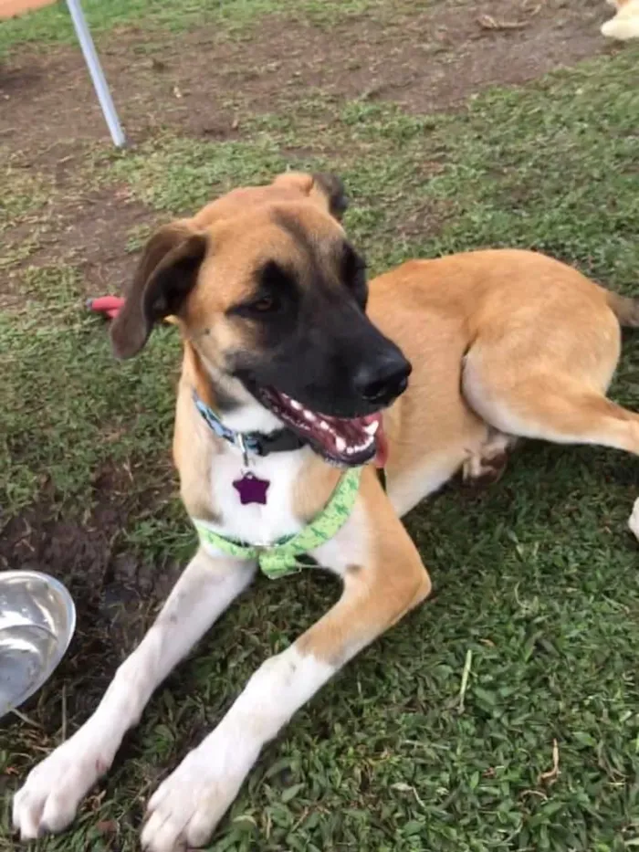 Cachorro ra a SRD idade 2 anos nome Eros