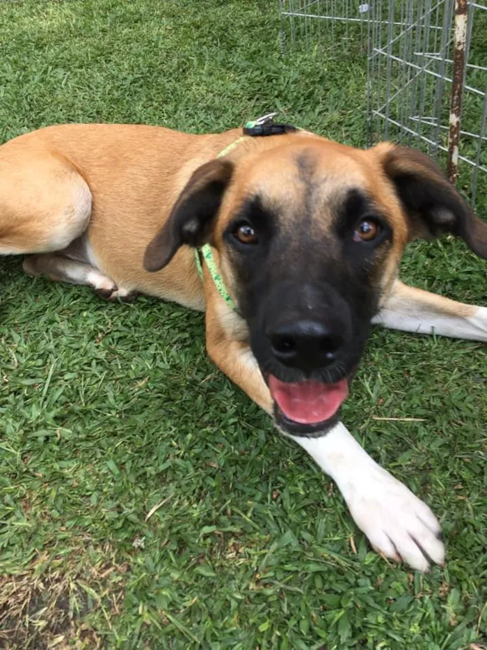 Cachorro ra a SRD idade 2 anos nome Eros