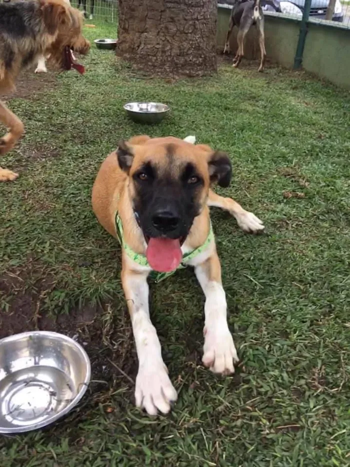 Cachorro ra a SRD idade 2 anos nome Eros