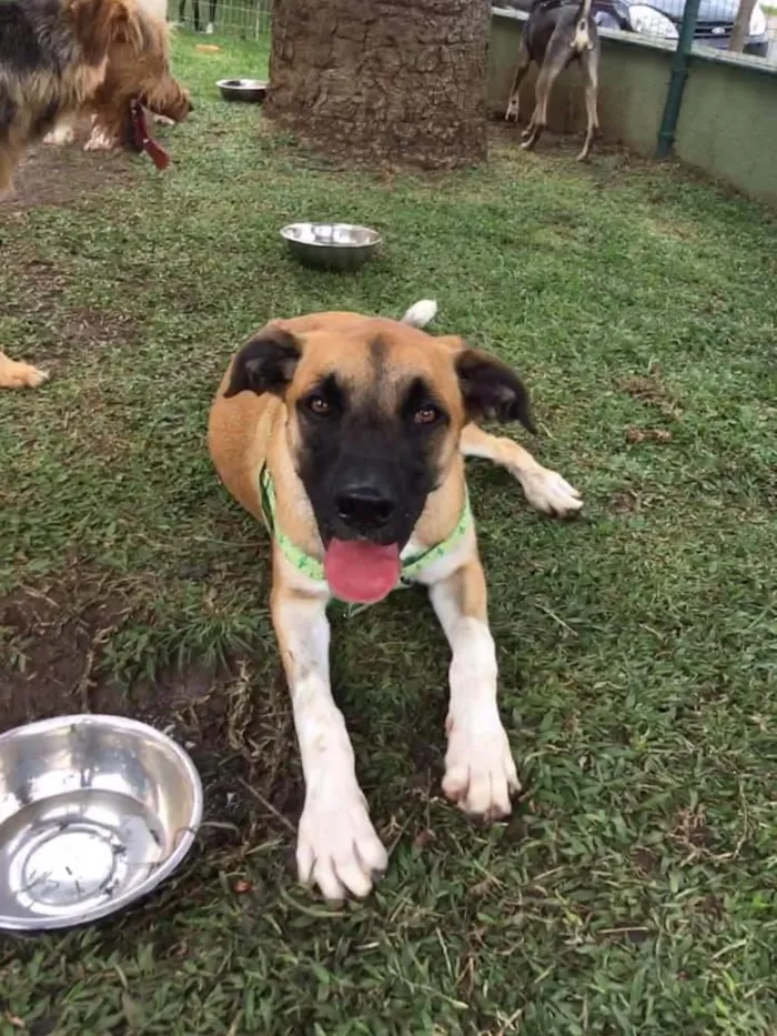 Cachorro ra a SRD idade 2 anos nome Eros