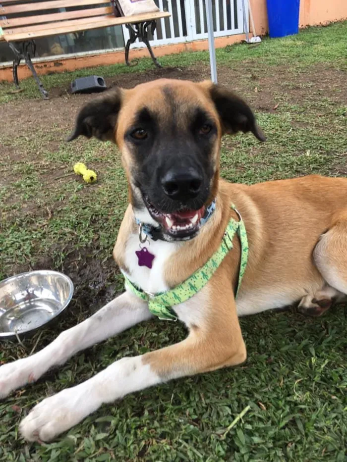 Cachorro ra a SRD idade 2 anos nome Eros