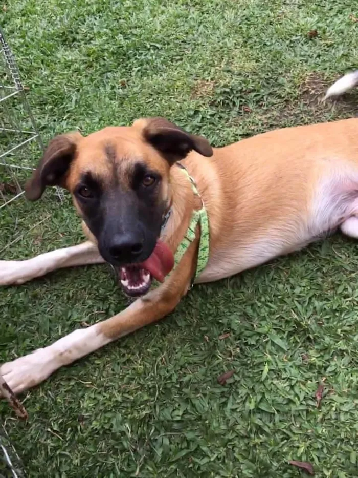 Cachorro ra a SRD idade 2 anos nome Eros