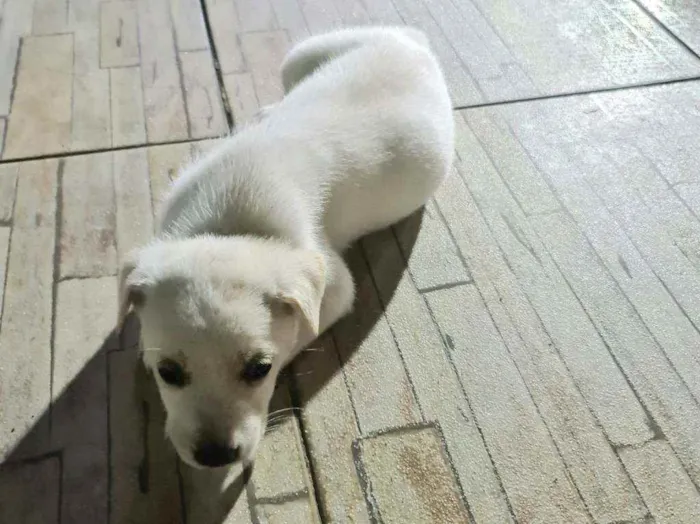 Cachorro ra a Srd idade Abaixo de 2 meses nome Indefinido 
