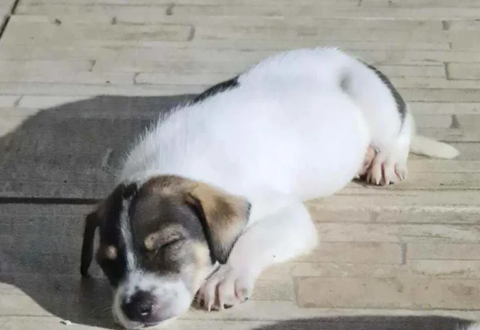 Cachorro ra a Srd idade Abaixo de 2 meses nome Indefinido 