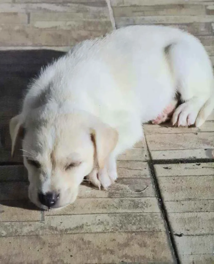 Cachorro ra a Srd idade Abaixo de 2 meses nome Indefinido 