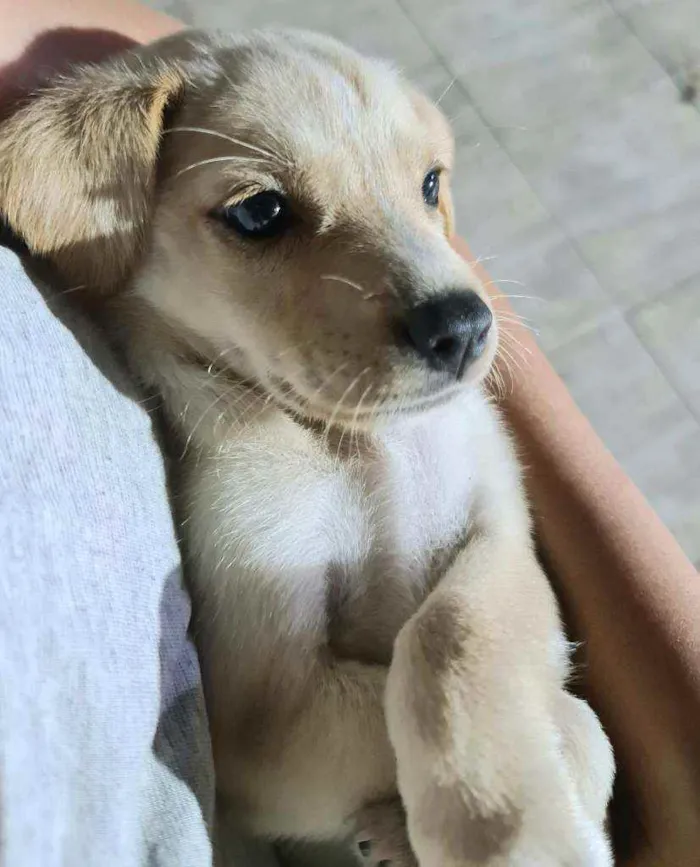 Cachorro ra a Srd idade Abaixo de 2 meses nome Indefinido 