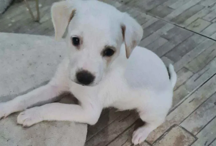 Cachorro ra a Srd idade Abaixo de 2 meses nome Indefinido 